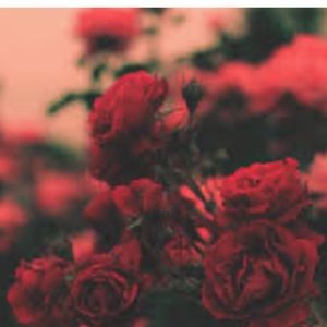 Meet your Posher, Amelia